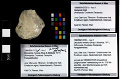 Foto (Objekt + Etikett) von Discutiolira moesica (Muţiu & Bădăluţă, 1971)  (NHMW-GEO-1990-0041-3125)